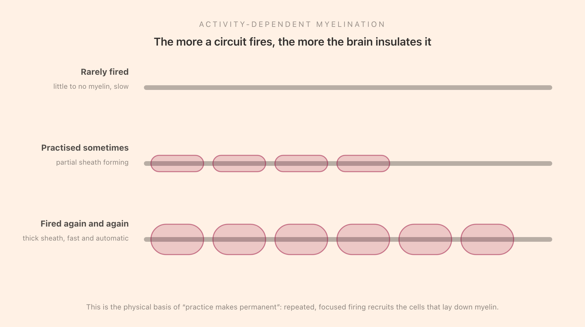 Three axons showing increasing myelination with use: a rarely-fired axon with little myelin, a sometimes-practised axon with a partial sheath, and a heavily-fired axon with a thick sheath that is fast and automatic