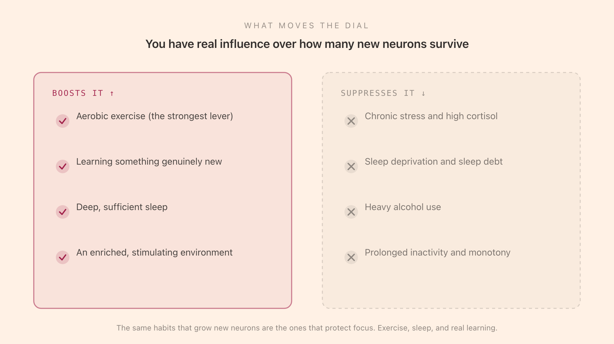 Two panels showing what boosts neurogenesis (aerobic exercise, learning something new, deep sleep, an enriched environment) versus what suppresses it (chronic stress and high cortisol, sleep deprivation, heavy alcohol use, prolonged inactivity)