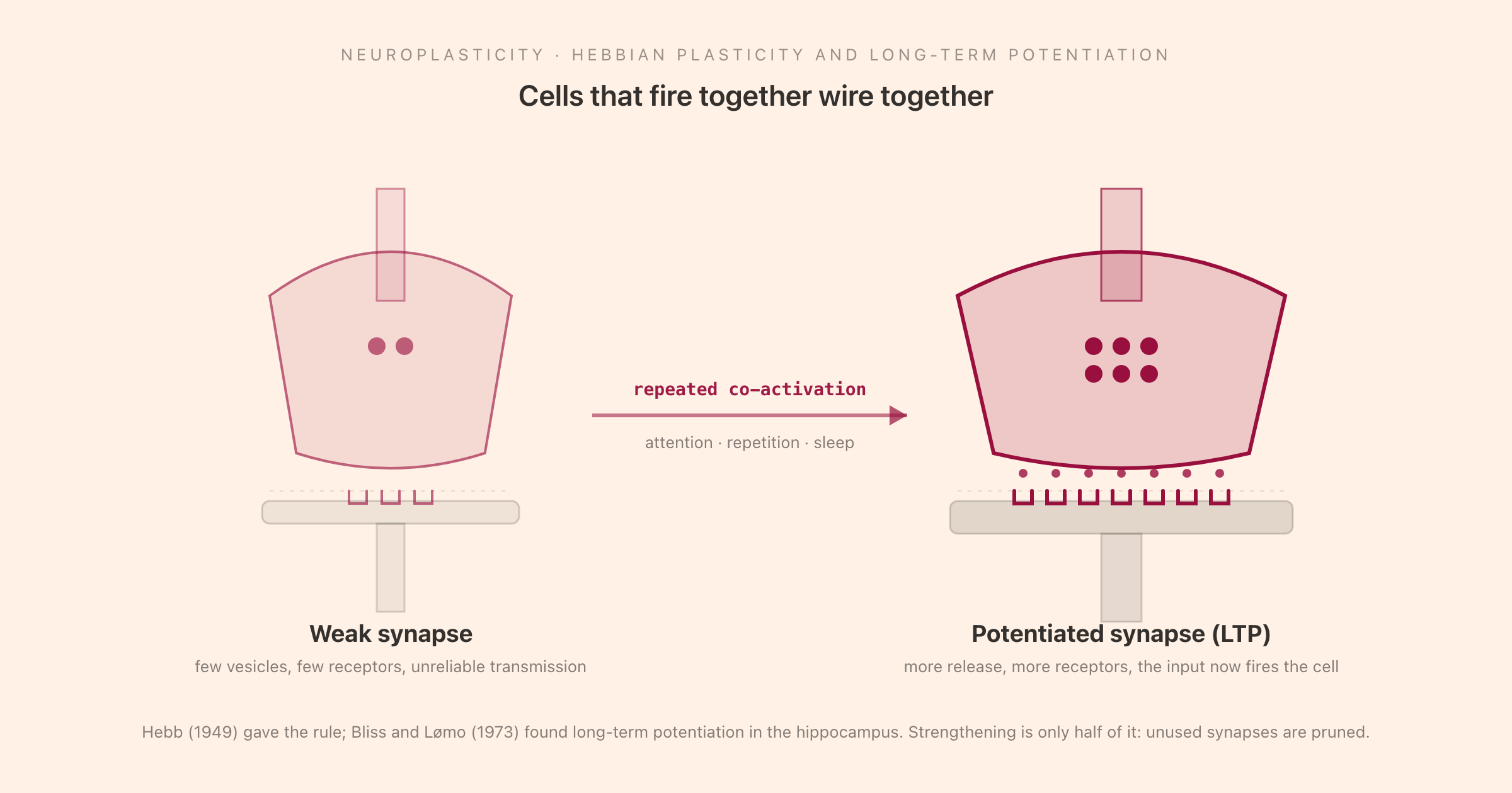 A weak synapse and a potentiated synapse side by side, joined by an arrow labelled repeated co-activation, showing that the strengthened synapse releases more neurotransmitter and carries more receptors