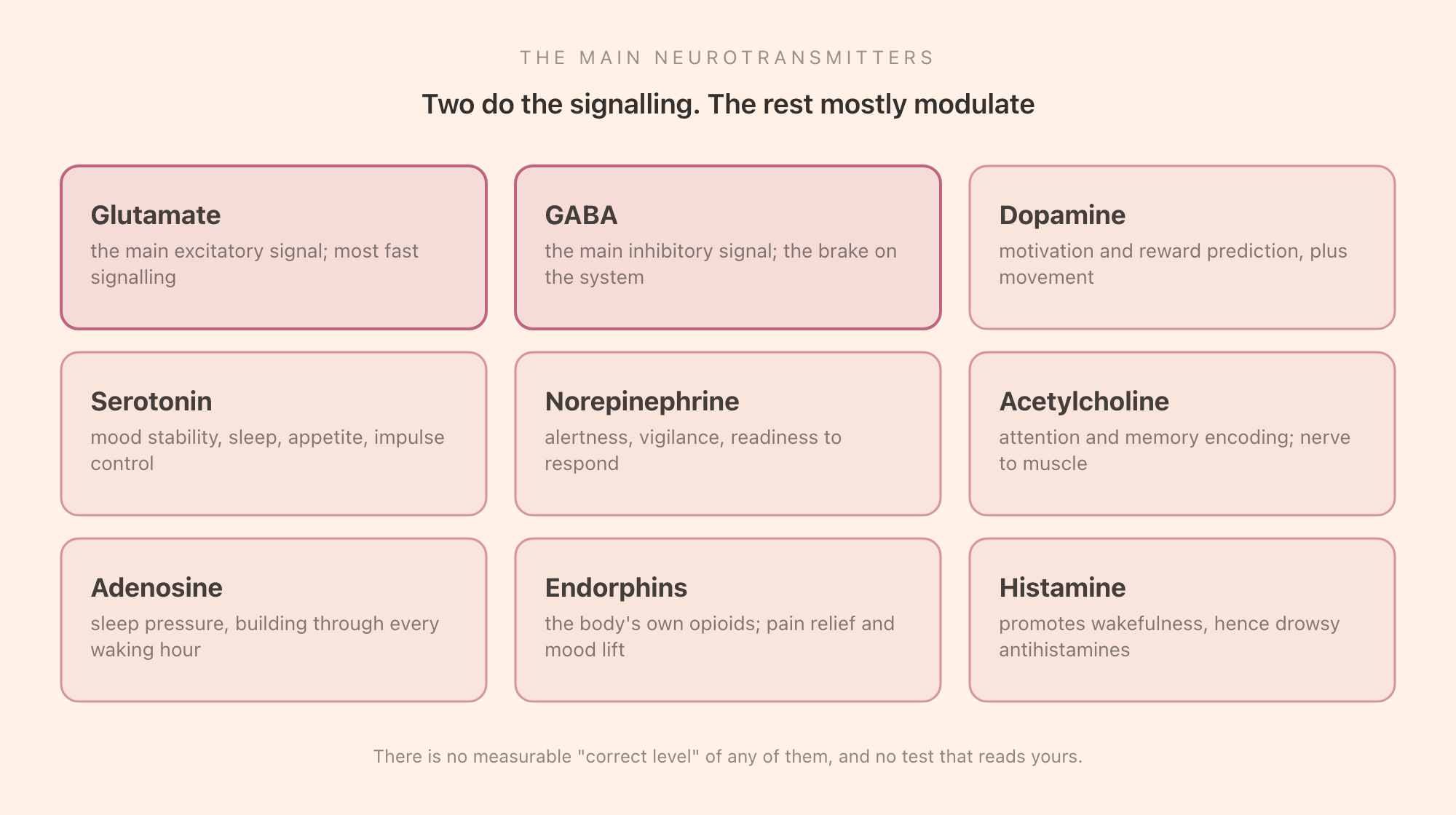 The main neurotransmitters and their jobs: glutamate and GABA as the excitatory and inhibitory foundation, dopamine for motivation, serotonin for mood stability, norepinephrine for alertness, acetylcholine for attention and learning, adenosine for sleep pressure, and endorphins for pain relief