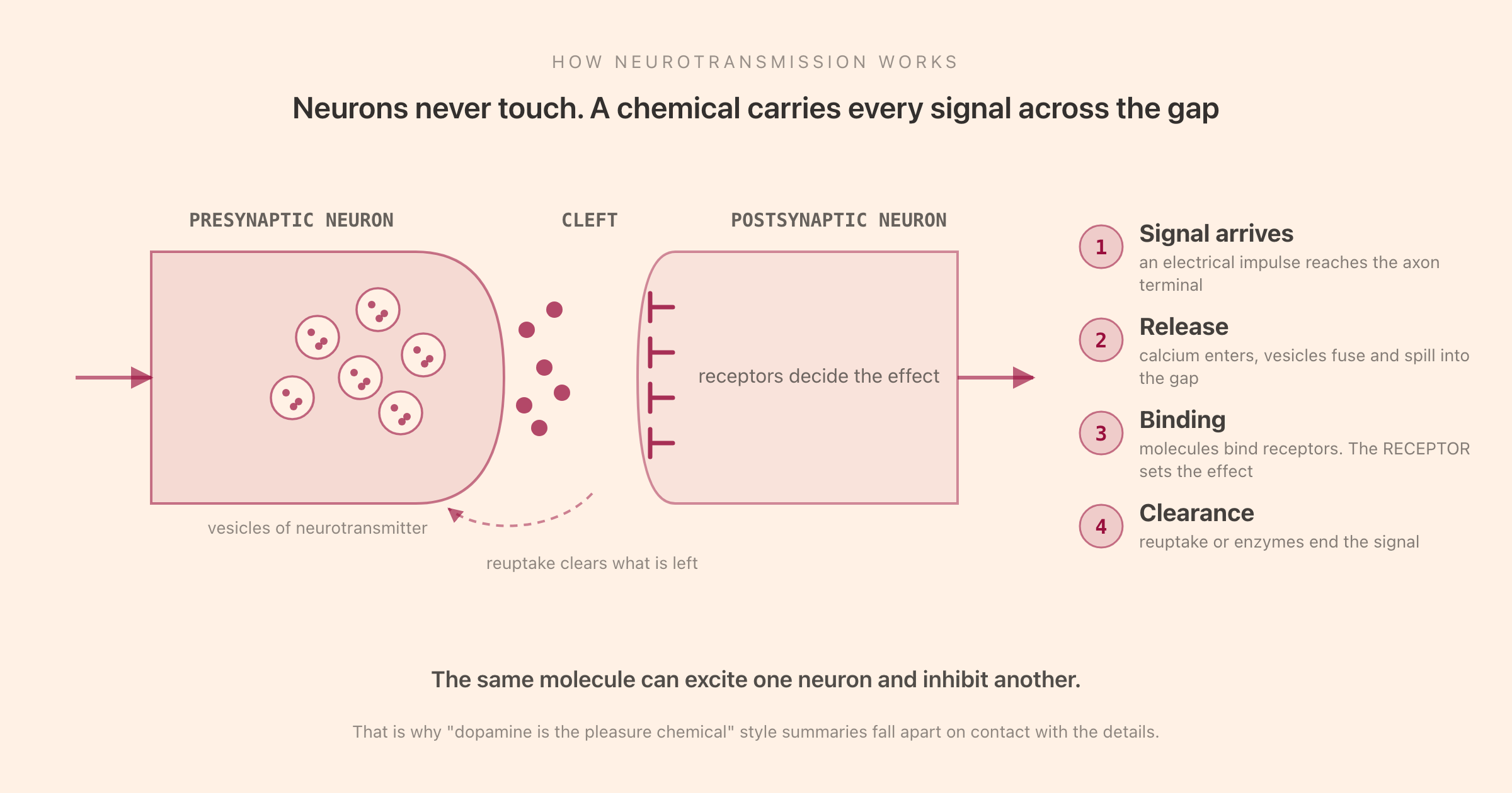 How neurotransmission works: an electrical signal reaches the axon terminal, vesicles release neurotransmitter into the synaptic cleft, molecules bind to receptors on the next neuron, and the remainder is cleared by reuptake or enzymes
