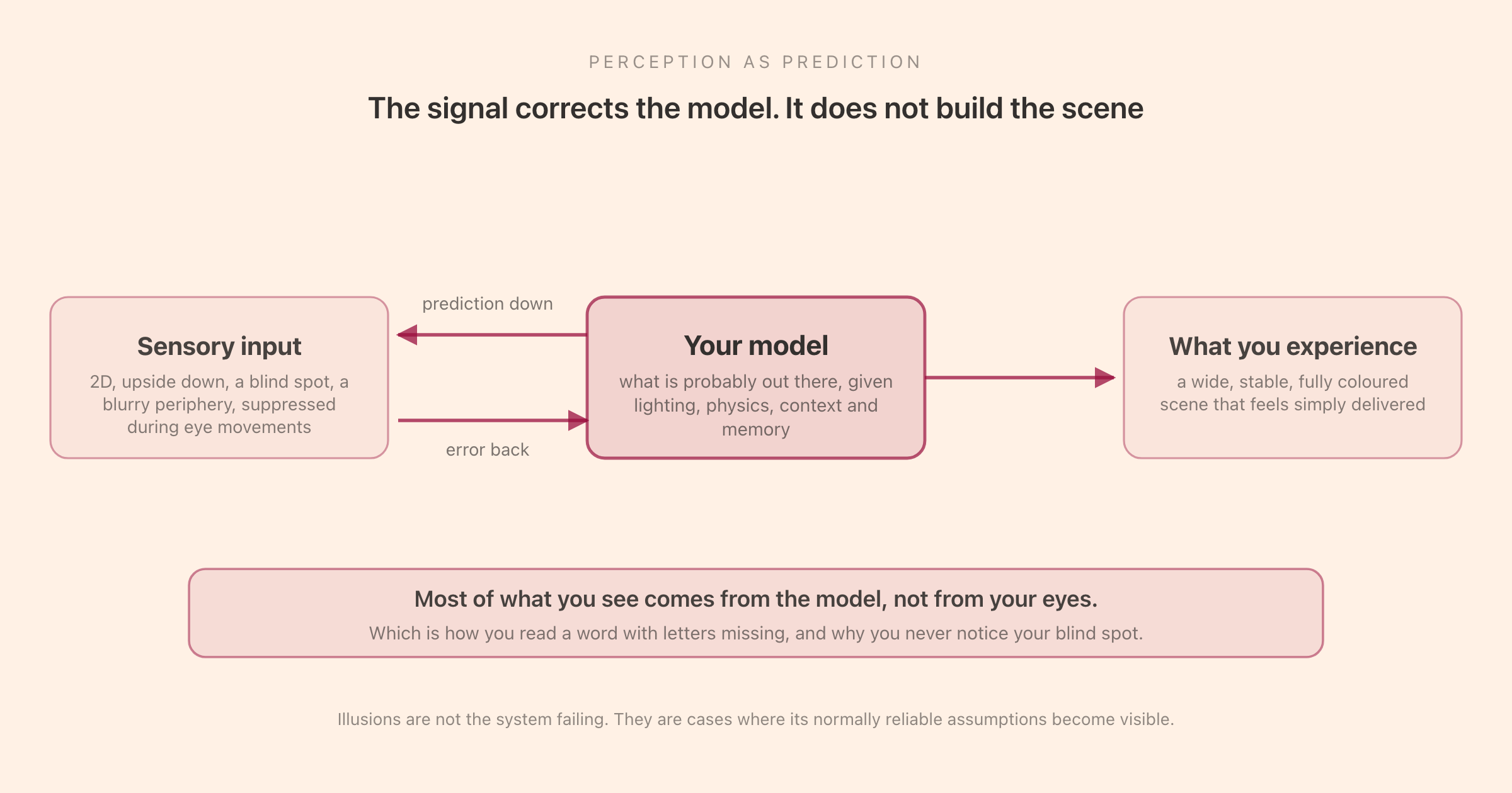 Perception as a prediction: the brain generates a model of what is probably out there and uses incoming sensory data mainly to correct it, rather than building the scene up from raw signals