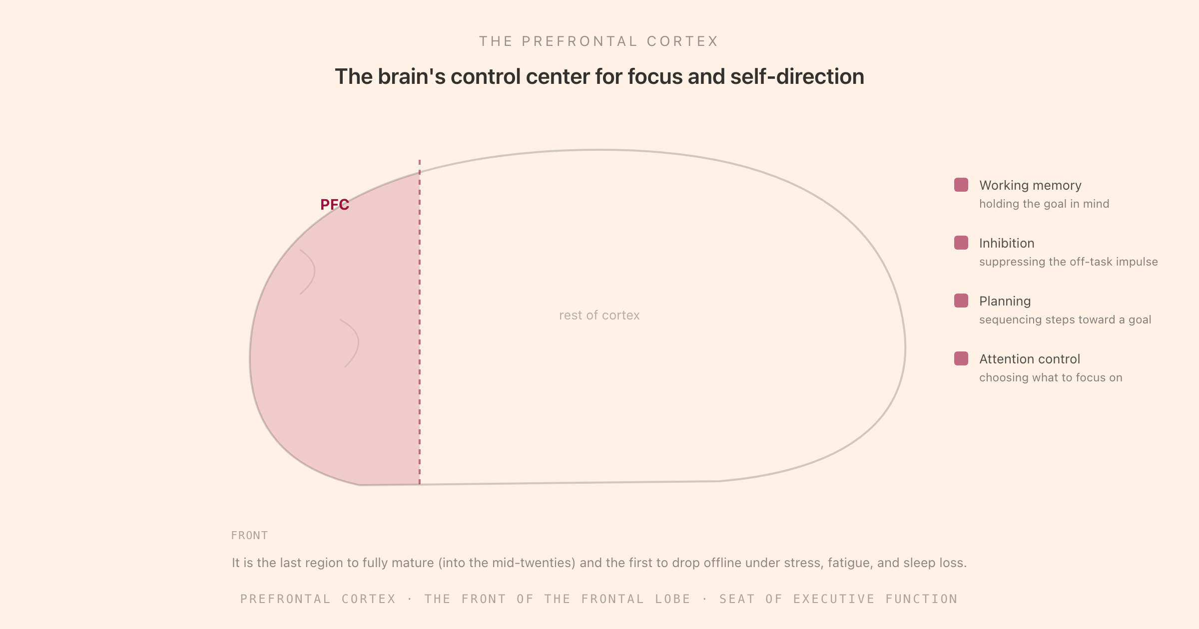A lateral view of the brain with the front third shaded as the prefrontal cortex and four callouts: working memory, inhibition, planning, and attention control