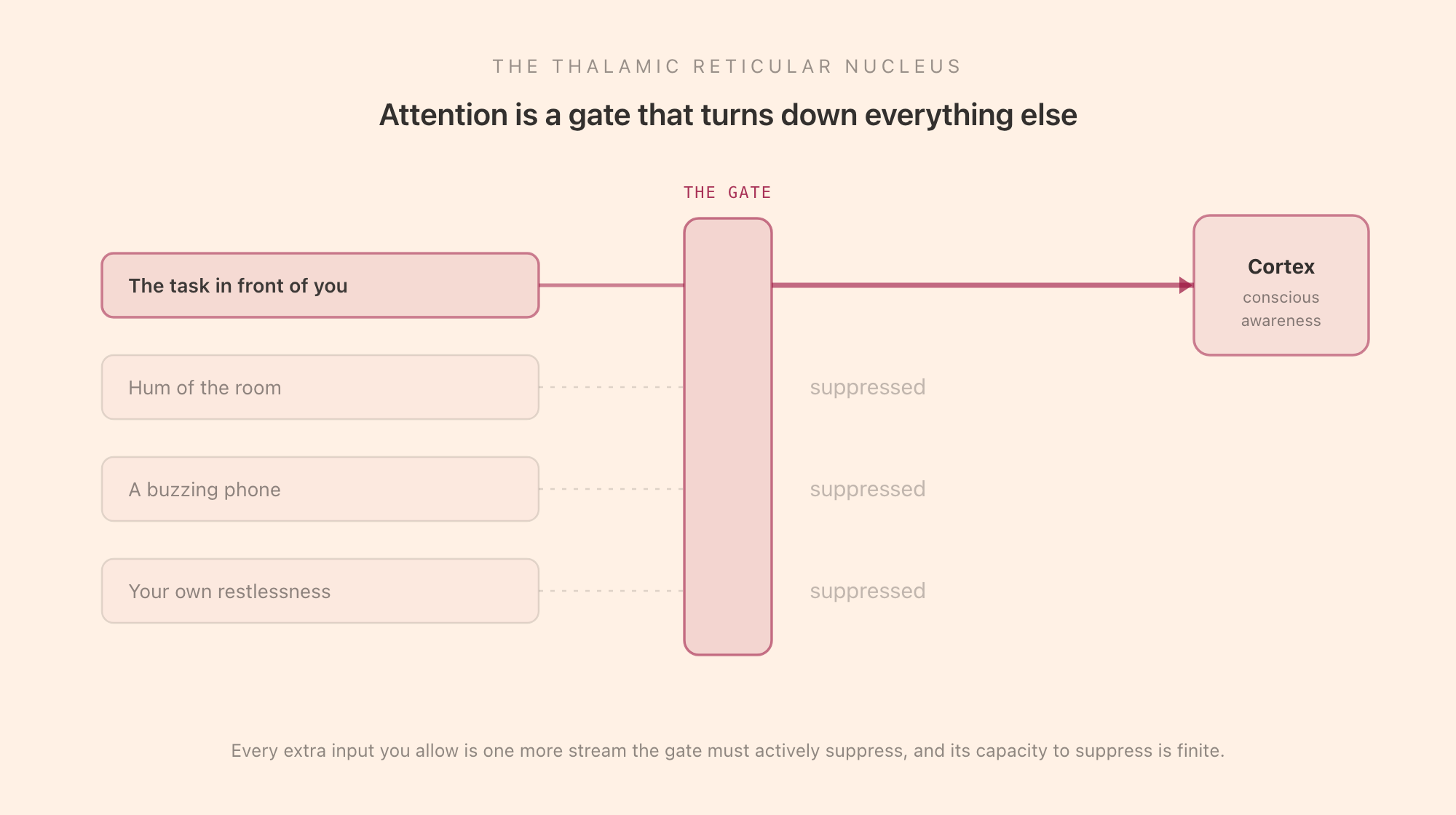 Attention as a gate: the task in front of you passes through to the cortex while the hum of the room, a buzzing phone, and your own restlessness are actively suppressed