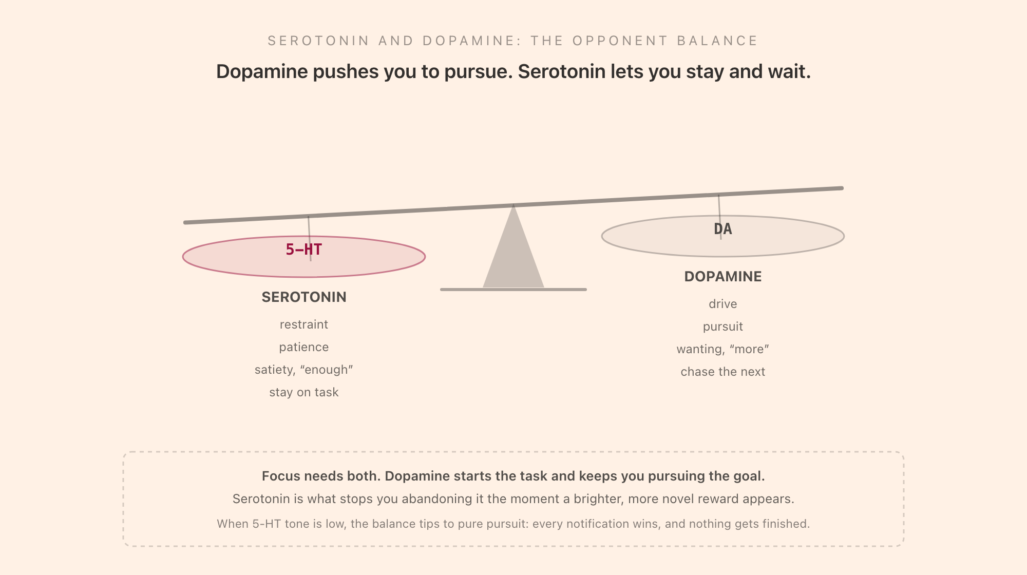 A balance-beam illustration showing serotonin on one pan with the words restraint, patience, satiety, and stay on task, and dopamine on the other pan with drive, pursuit, wanting, and chase the next, under the heading that dopamine pushes you to pursue while serotonin lets you stay and wait