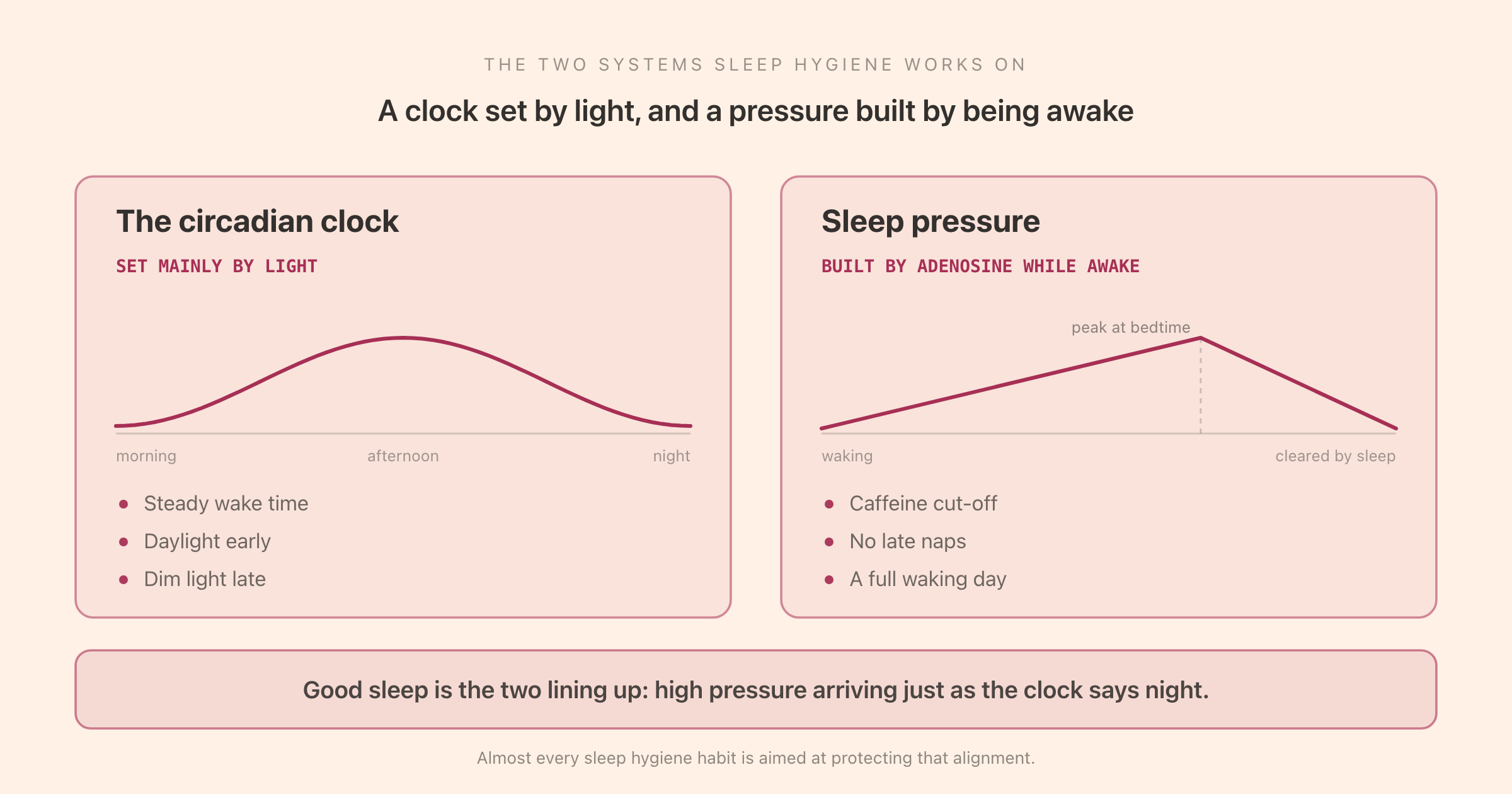 The two systems sleep hygiene works on: the circadian clock, set mainly by light, and sleep pressure, built by adenosine through the waking day, with the habits that support each one