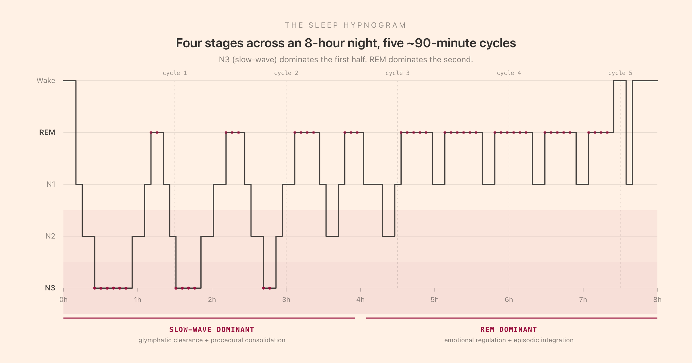 Sleep hypnogram across an 8-hour night with five 90-minute cycles, N3 dominant in the first half and REM dominant in the second