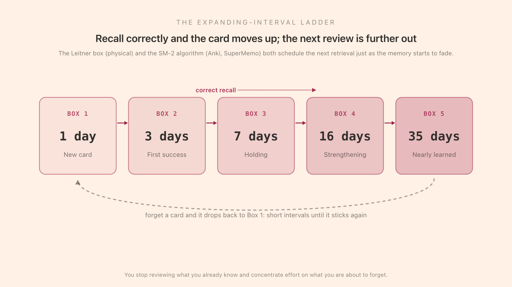 The expanding-interval ladder: a new card sits in Box 1 reviewed at a 1-day interval, and each correct recall promotes it to a box with a longer interval (3, 7, 16, 35 days), while forgetting a card drops it back to Box 1 for short intervals until it sticks again