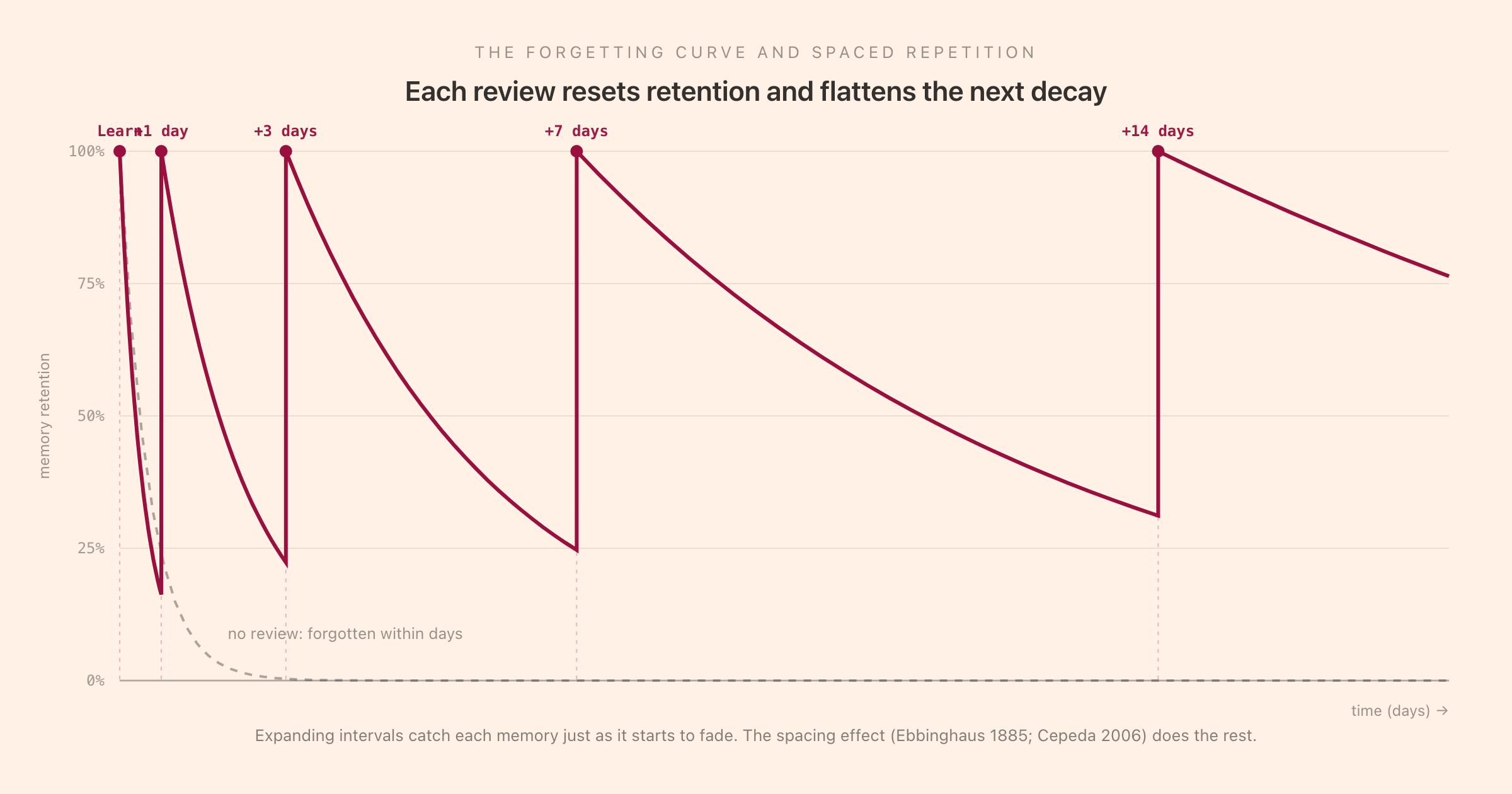 The forgetting curve with spaced-repetition boosts: without review a memory is forgotten within days, but each review resets retention to 100 percent and flattens the next decay, with intervals expanding from 1 day to 3, 7, and 14 days