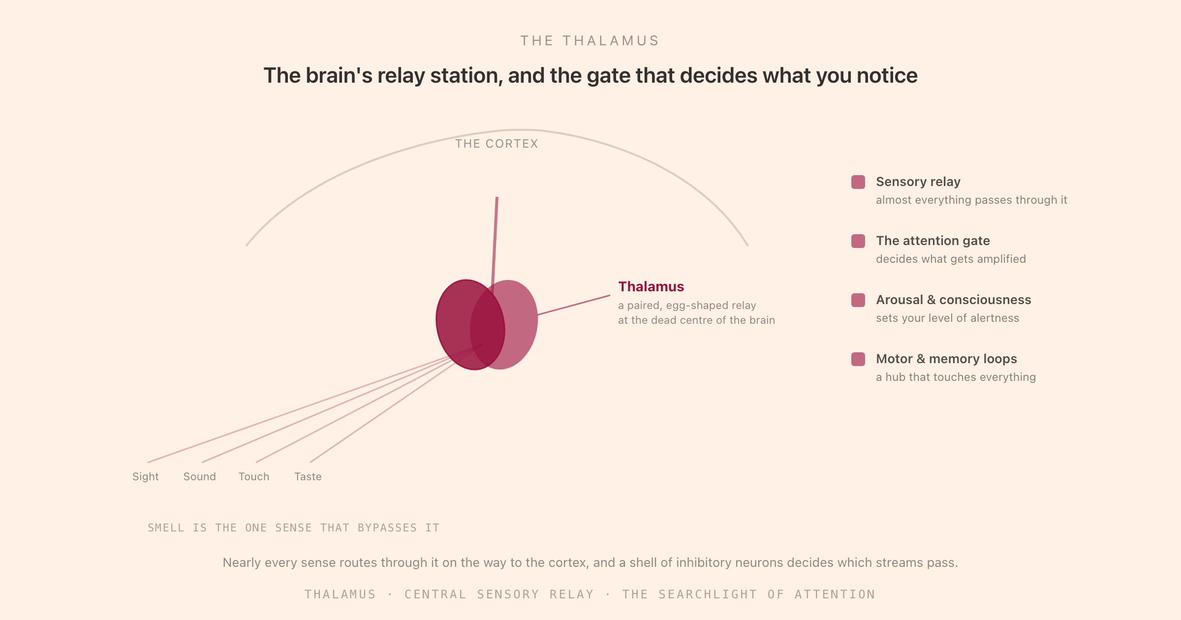 A central view of the brain with the thalamus highlighted at the core, sensory streams routing up through it to the cortex, alongside its core jobs: sensory relay, the attention gate, arousal and consciousness, and motor and memory loops