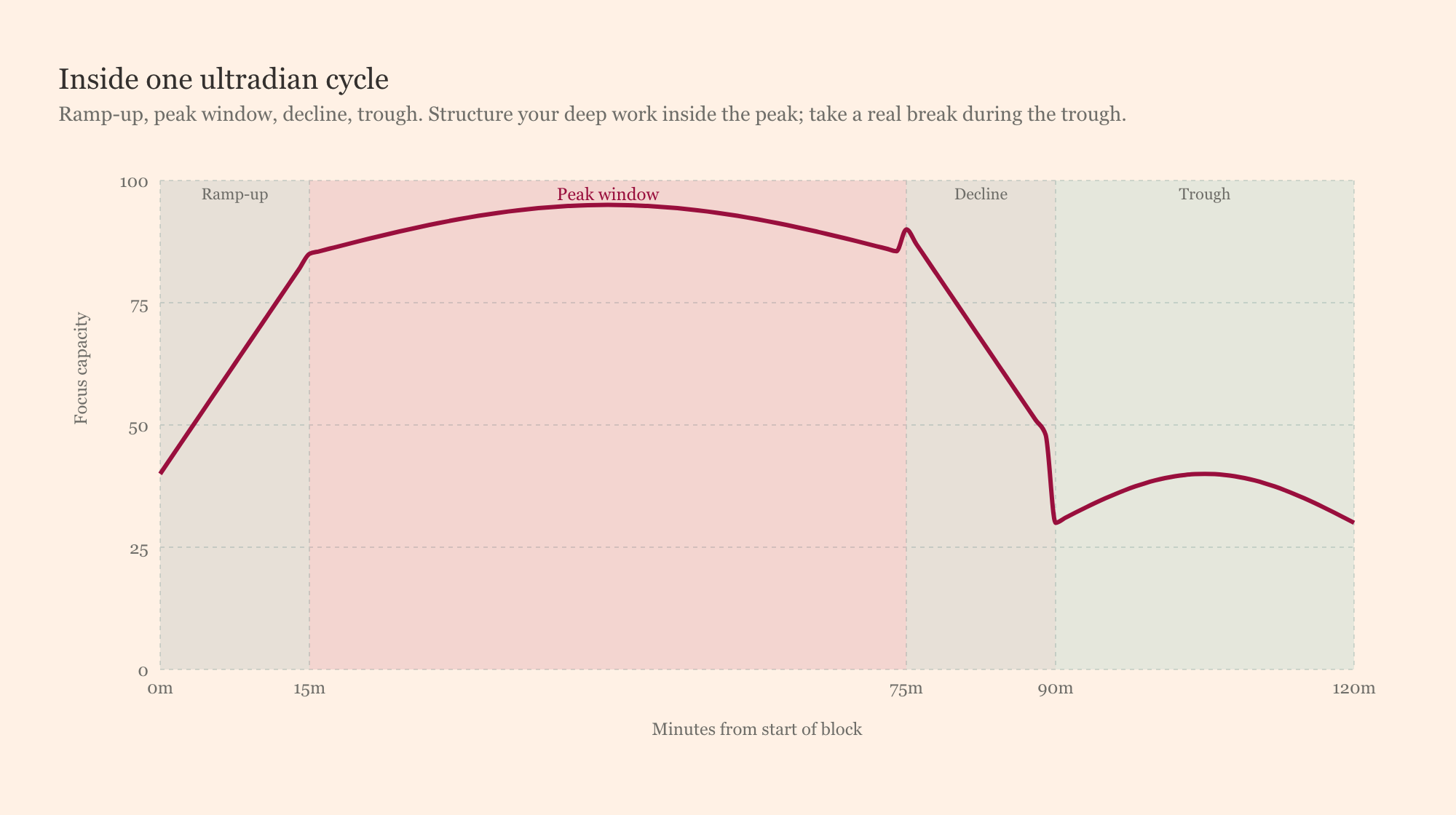 Curve showing focus levels rising and falling in a 90-minute cycle through the workday, with peaks, troughs, and recovery windows