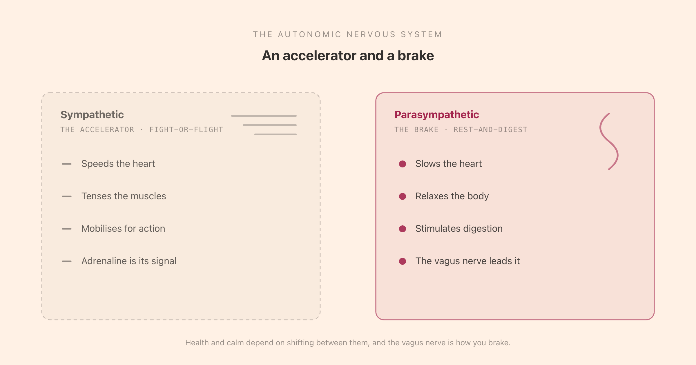 The autonomic nervous system as an accelerator and a brake: the sympathetic system with adrenaline speeds the body up, while the parasympathetic system led by the vagus nerve slows it down for rest and recovery