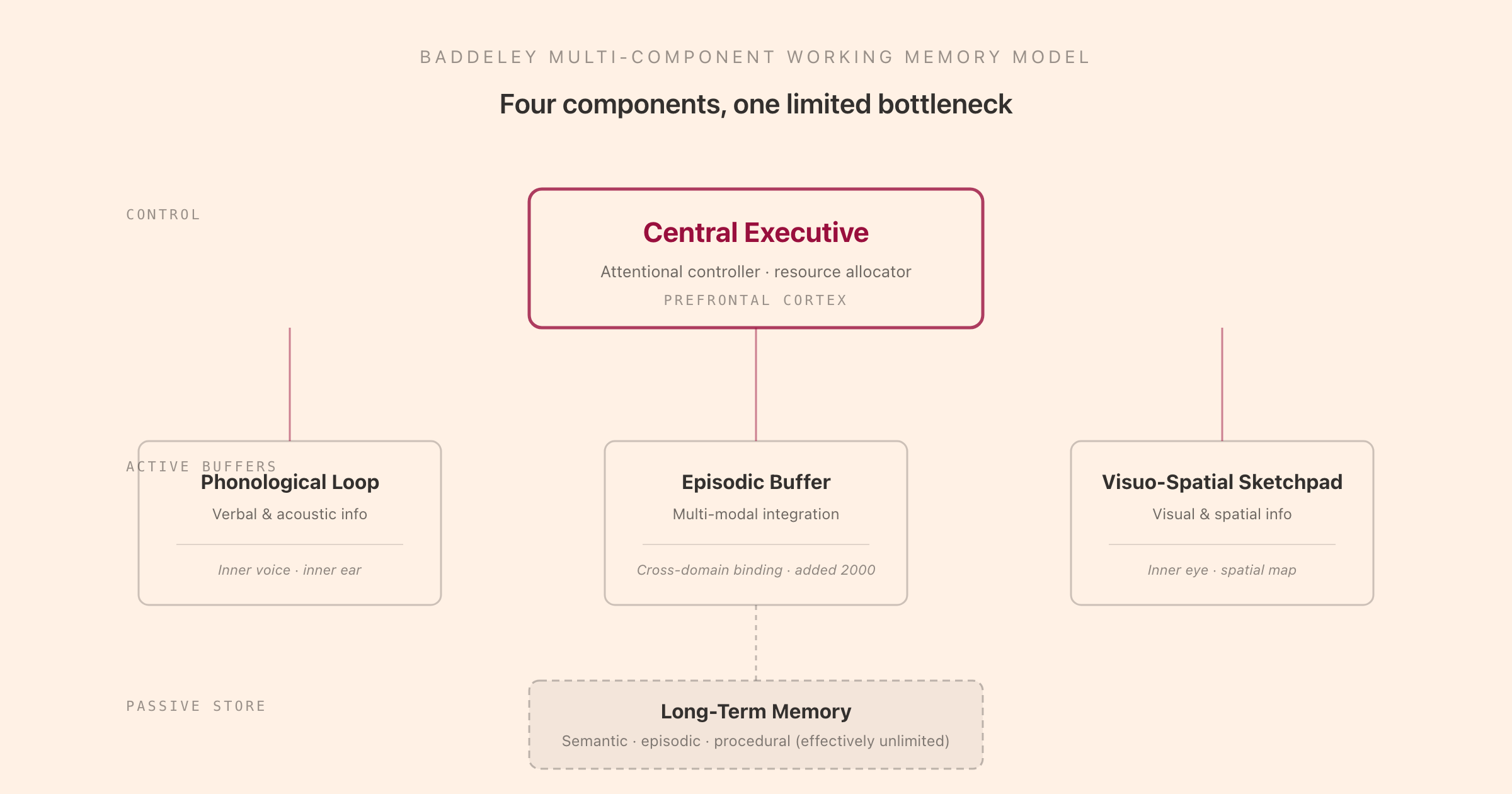 Baddeley multi-component working memory model: central executive controls three active buffers (phonological loop, episodic buffer, visuo-spatial sketchpad), feeding into and from long-term memory